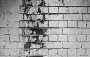 Gör ett svartmögel test för att säkerställa att hemmiljön är optimal