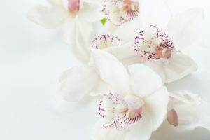 Konstgjorda blommor för alla tillfällen